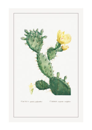 Poster Cactus Opunta Poster 1