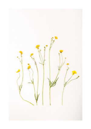 Poster Yellow flowers Poster 1