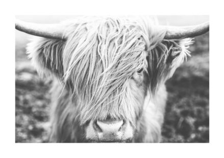 Poster Highland Cattle Cows Poster 1