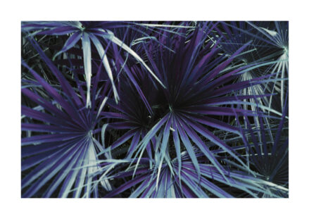 Poster Purple plant Poster 1