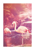 Poster Flamingo vintage Poster 1