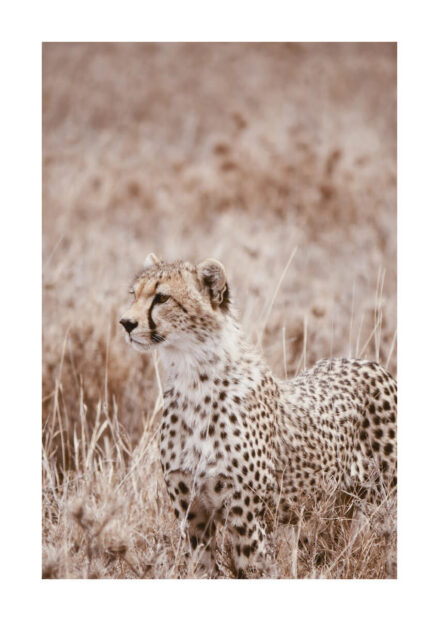 Poster Cheetah Poster 1