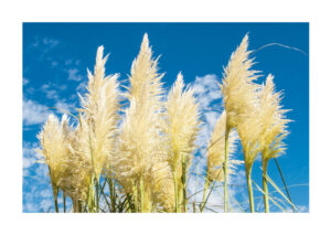 Poster Pampas grass in breeze Poster 1