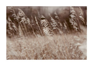 Poster Brownish grass Poster 1