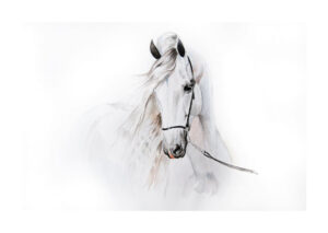 Poster White horse in watercolor Poster 1