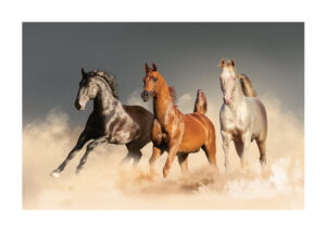 Poster Three horses galloping Poster 1