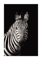 Poster Zebra head Poster 1