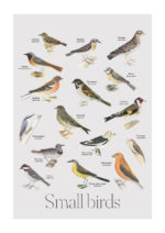 Poster Small birds school poster style Poster 1