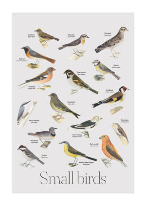 Poster Small birds school poster style Poster 1