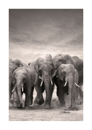 Poster Elephant family Poster 1