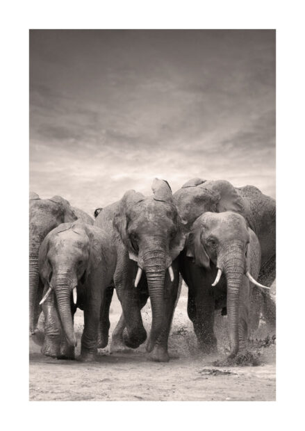 Poster Elephant family Poster 1