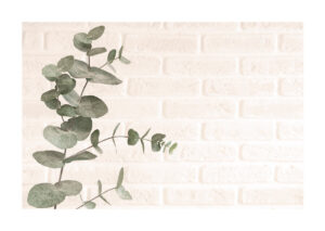 Poster Eucalyptus in front of brick wall Poster 1