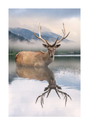 Poster Deer in lake Poster 1