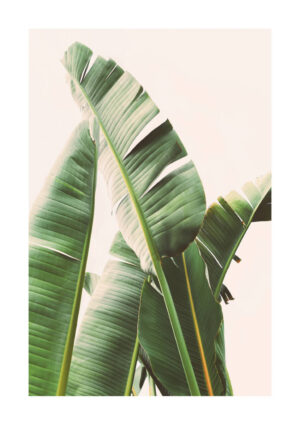 Poster Palm leaves Poster 1