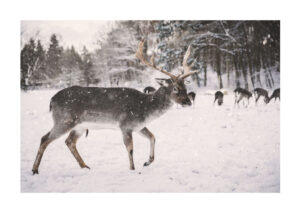 Poster Deer in snow Poster 1