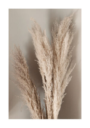 Poster Dried pampas grass Poster 1