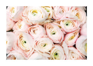 Poster Pink roses Poster 1