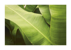 Poster Large green leaves Poster 1