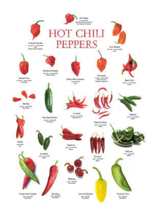 Poster Hot Chili Pepper Facts with SHU Scale Poster 1