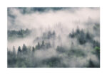 Poster Misty trees in the forest Poster 1