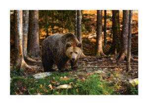 - Rudi Brandstätter PosterBrown bear in the forest - Rudi Brandstätter Poster 1