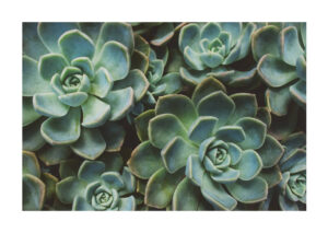 Poster Succulent flowers multiple Poster 1