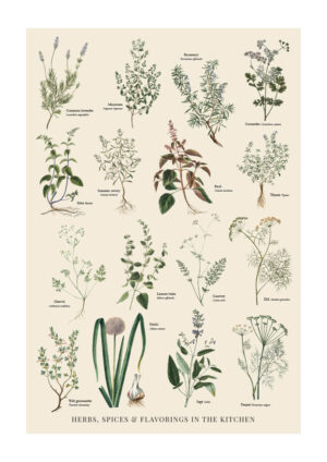 Poster Kitchen herbs in color - School poster - type Poster 1